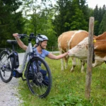 eBike Fahrerin streichelt Kühe